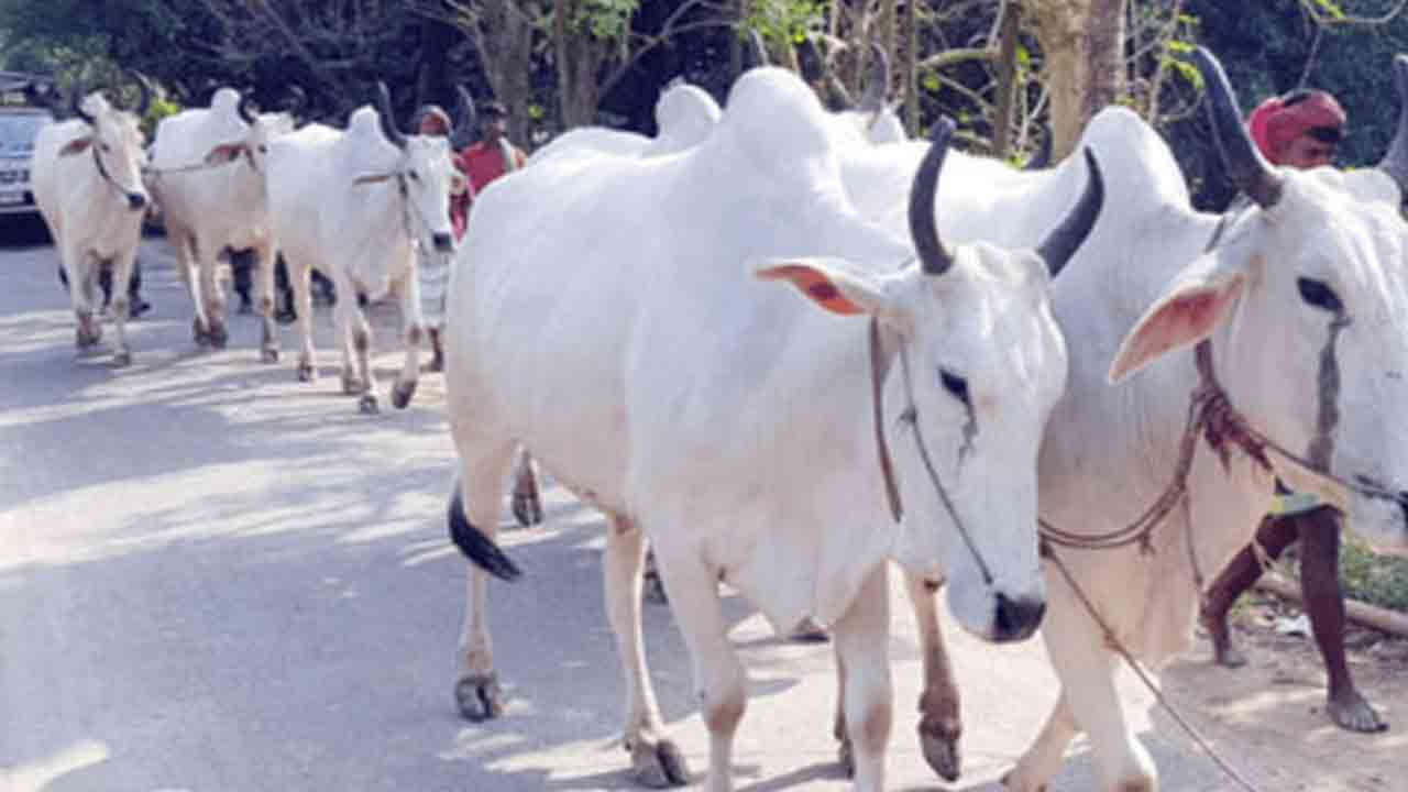 ফাইল ছবি