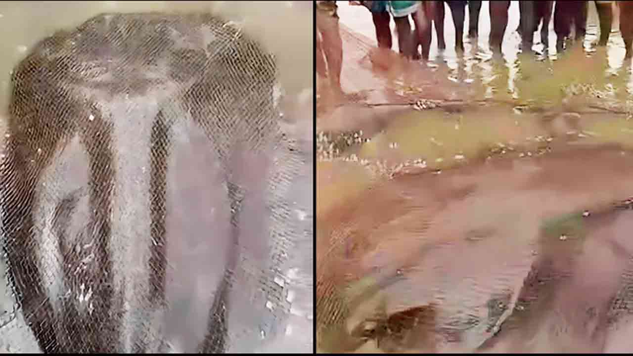 ছবি সংগৃহীত