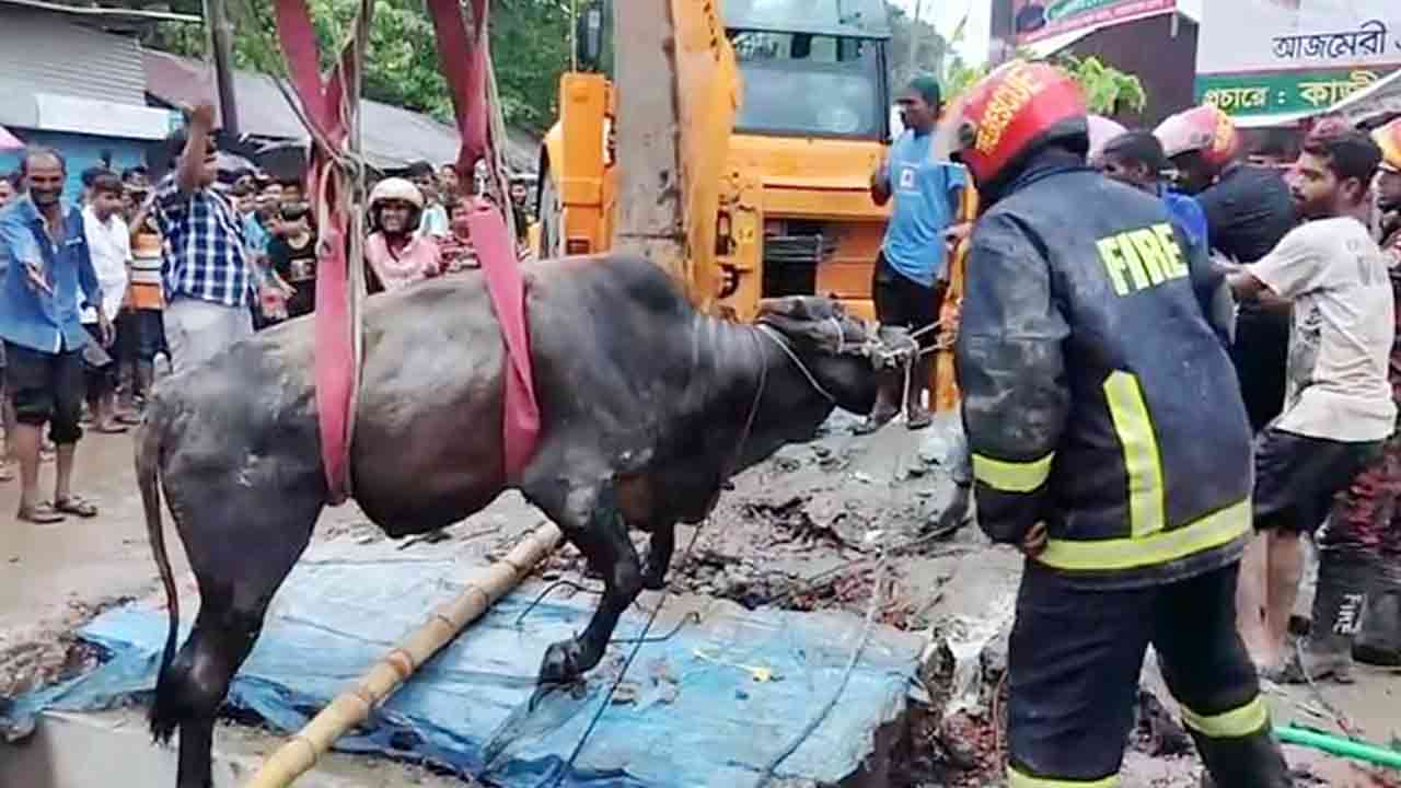 ছবি সংগৃহীত