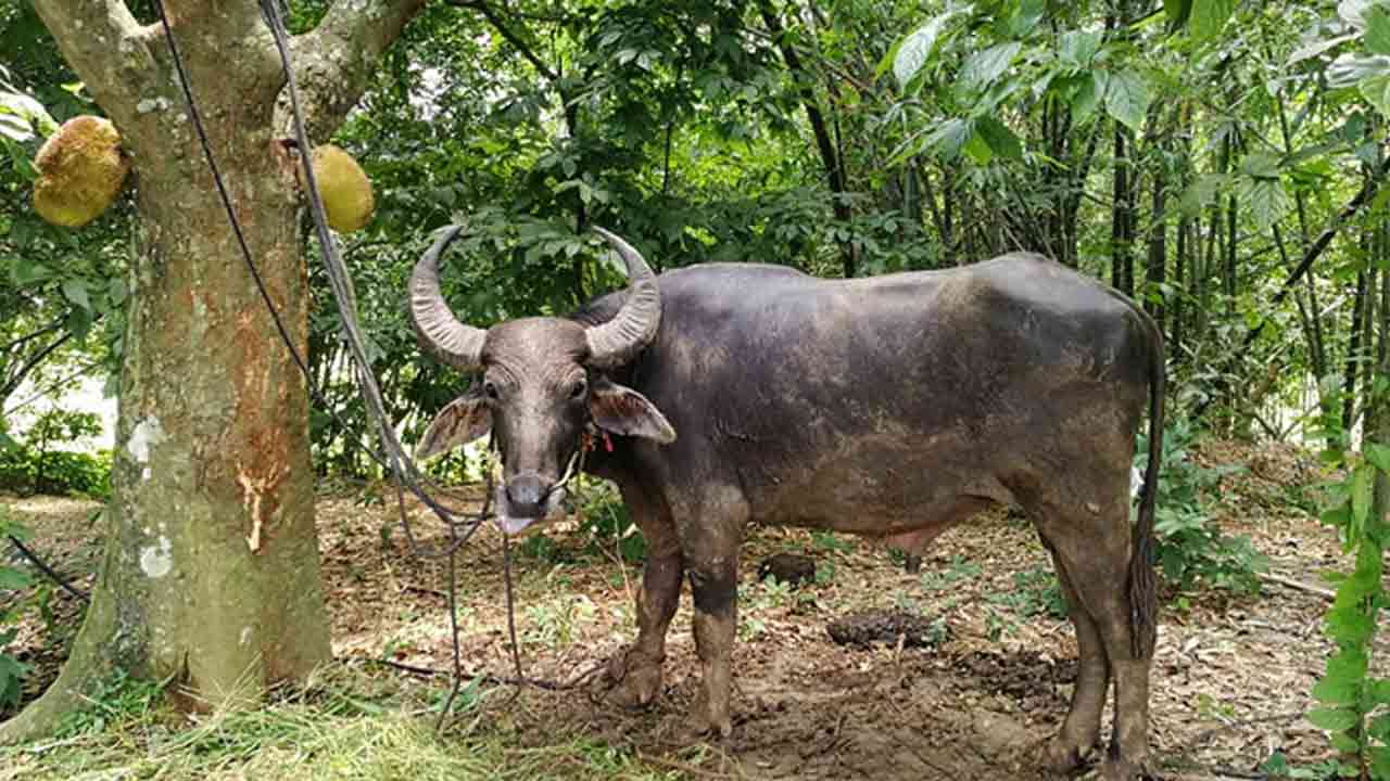 ফাইল ছবি