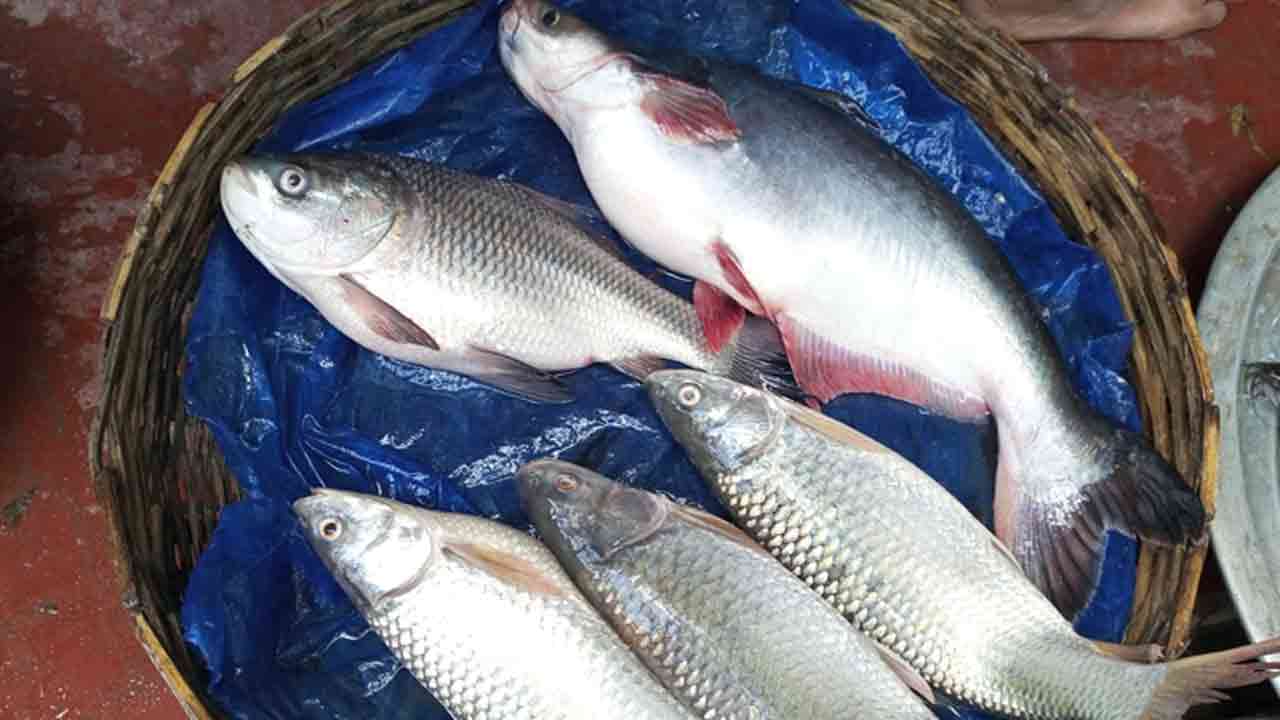 ফাইল ছবি