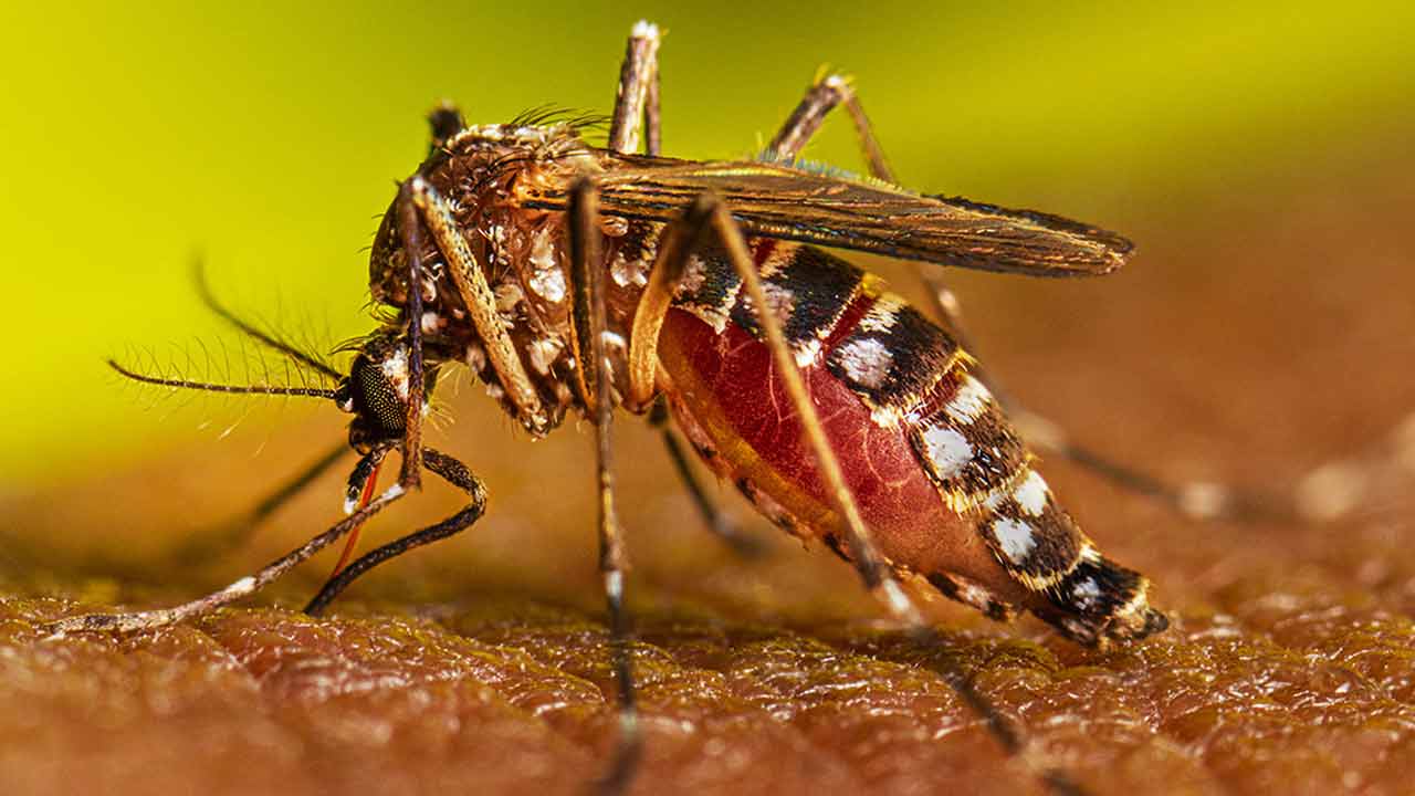 হাসপাতালে ভর্তি ৪৪৯ ডেঙ্গুরোগী, মৃত্যু নেই