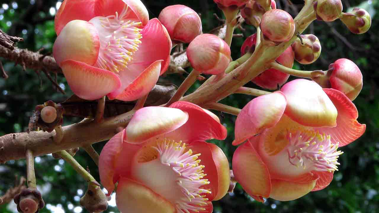 নাগলিঙ্গম