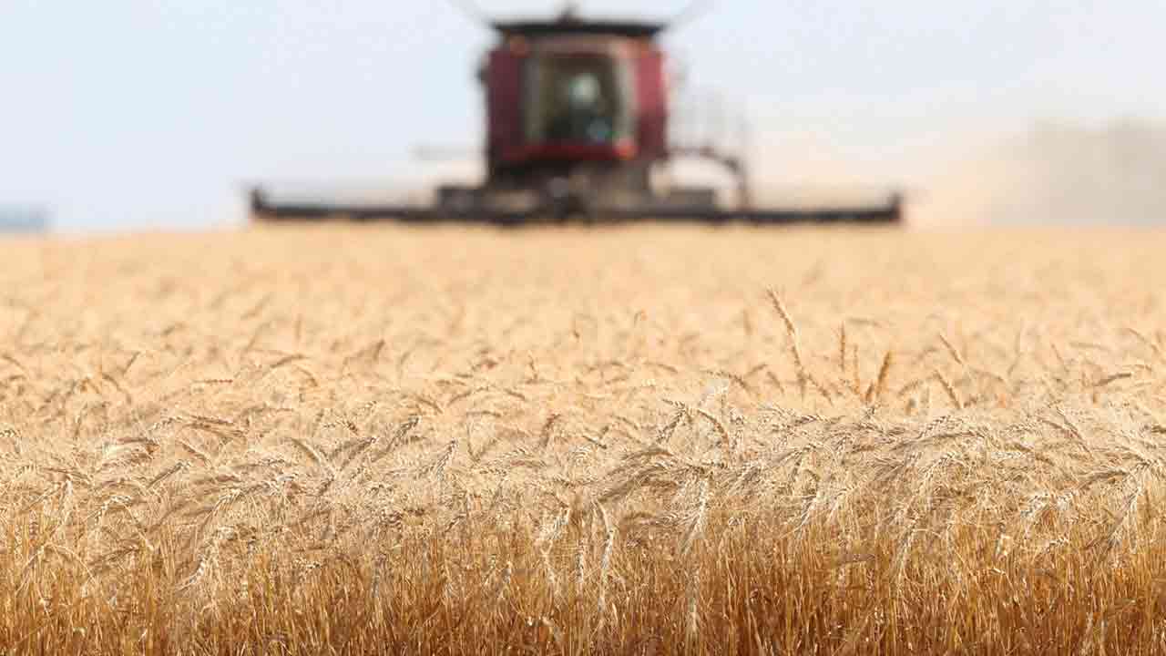 রাশিয়ার হুমকির পর বেড়েছে গমের দাম