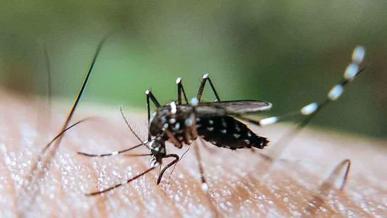 এডিস মশা। ফাইল ছবি