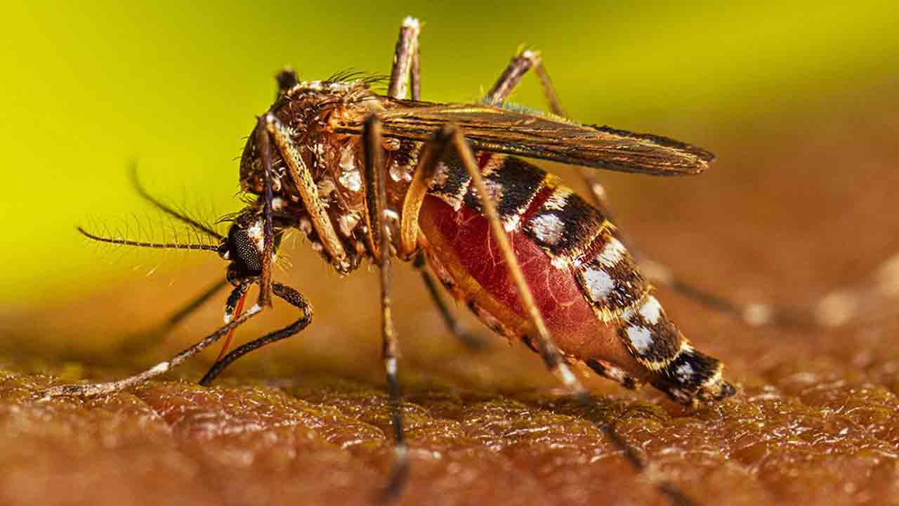 এডিস মশা (ফাইল ছবি)