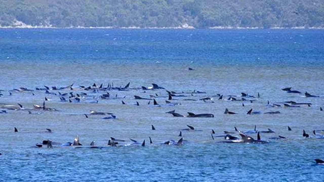 ফাইল ফটো