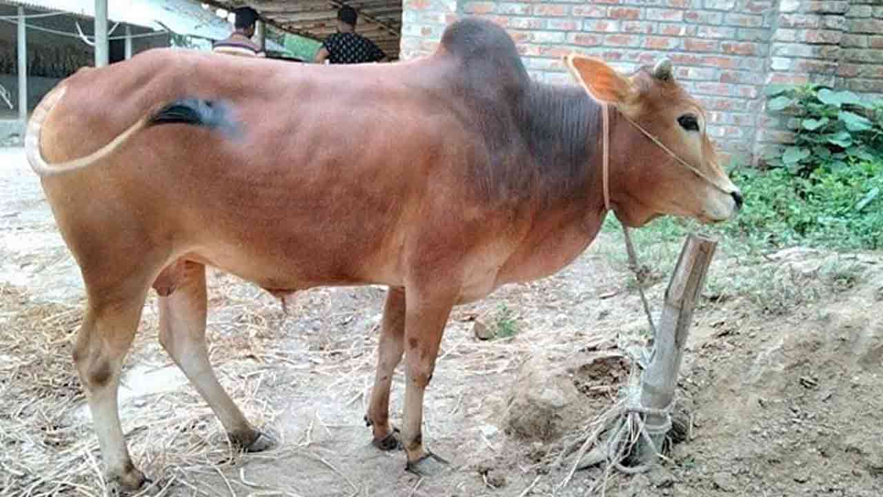 ফাইল ছবি