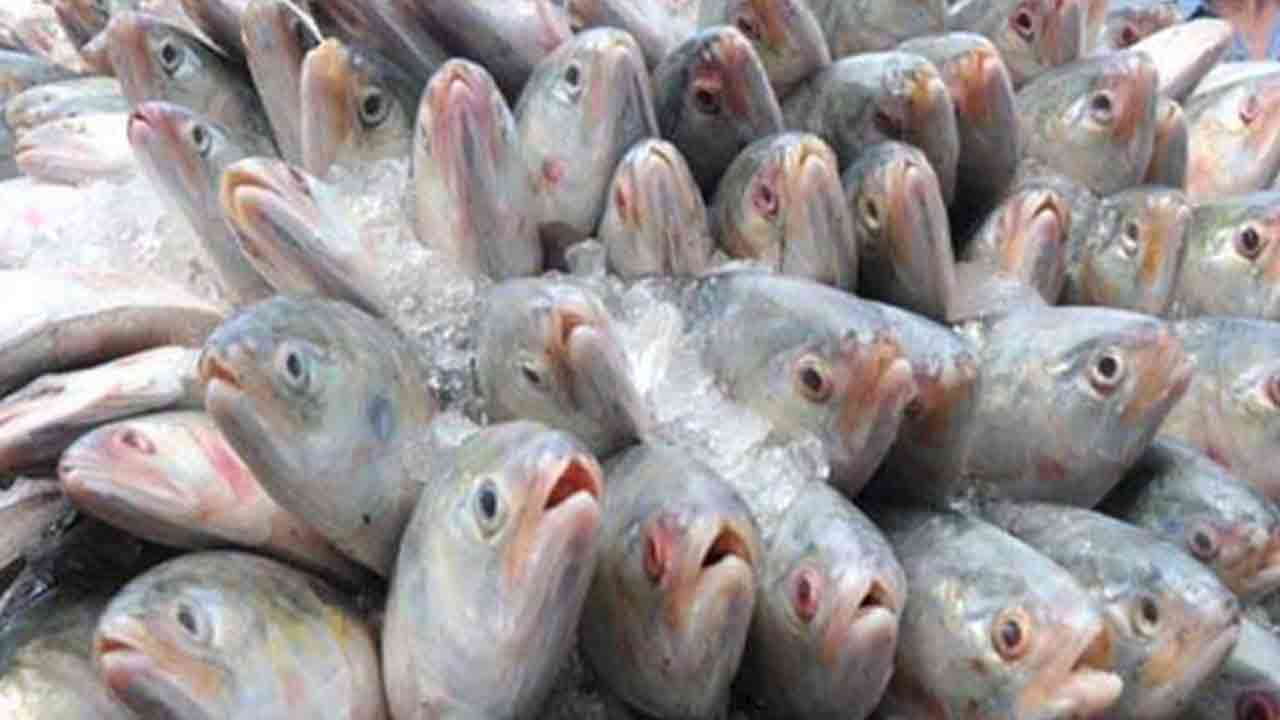 ফাইল ছবি