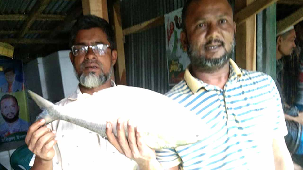 ভোলায় এক ইলিশ বিক্রি হলো সাড়ে ৪ হাজারে