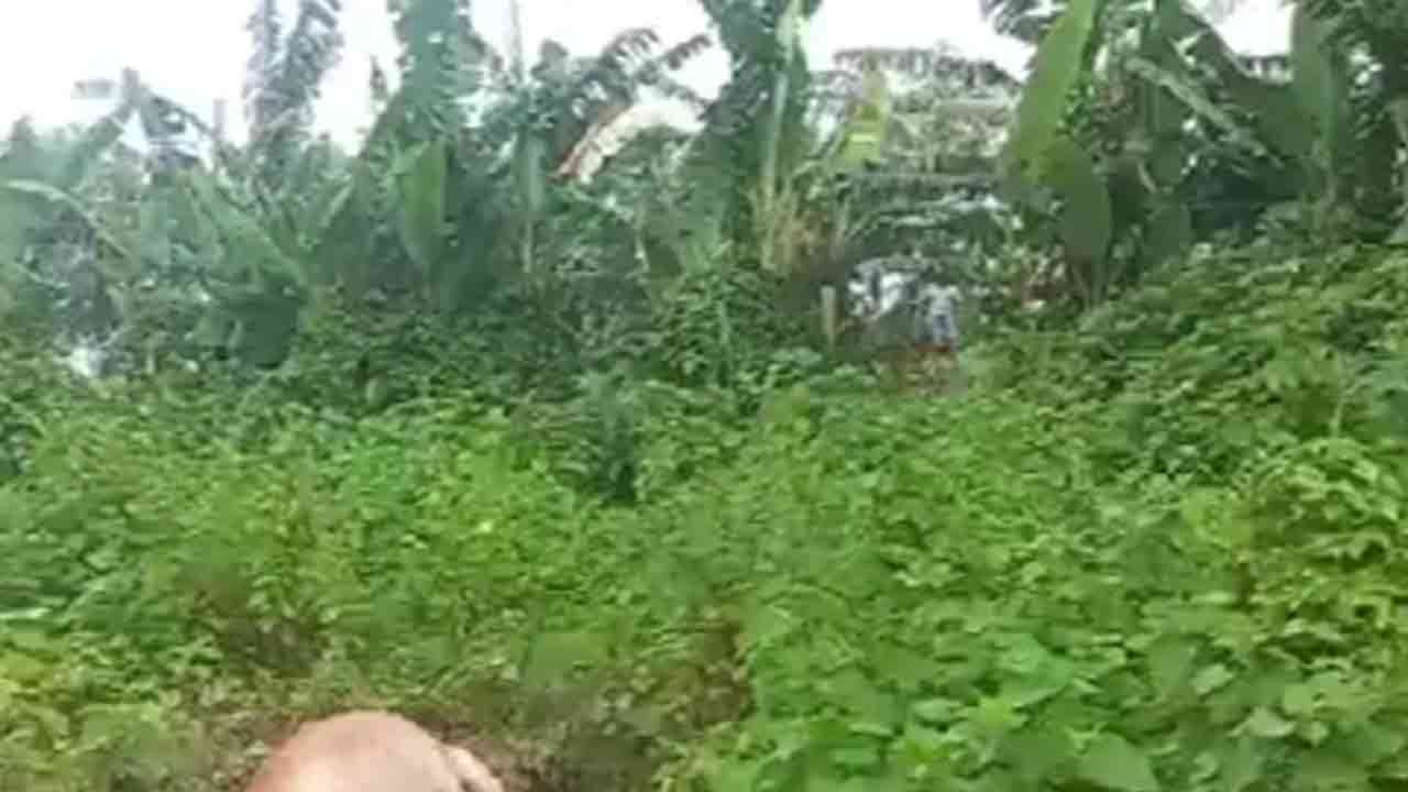 ফাইল ছবি