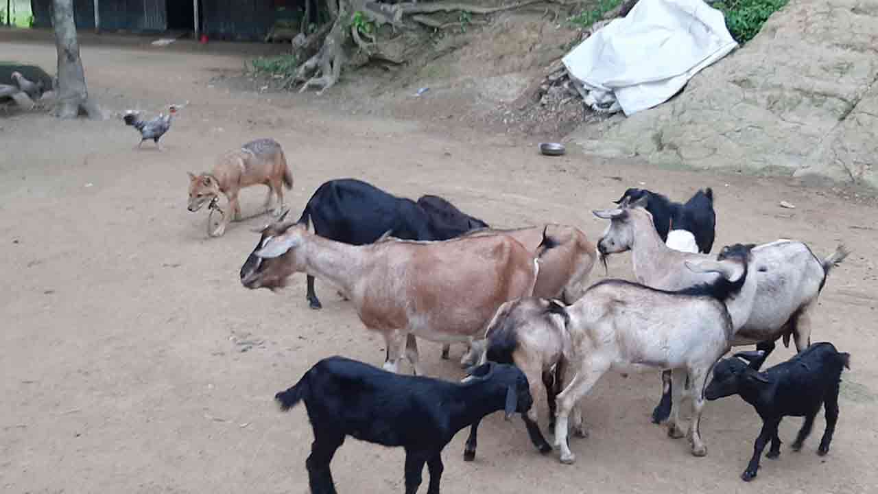 হাঁস-মুরগির সঙ্গে বাস করছে শিয়াল