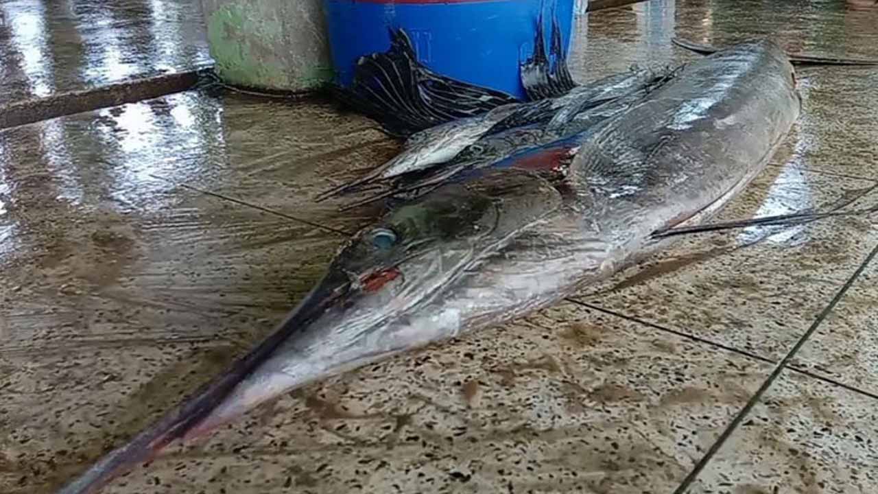 আলীপুর মৎস্য অবতরণ কেন্দ্রে রাখা পাখি মাছ।