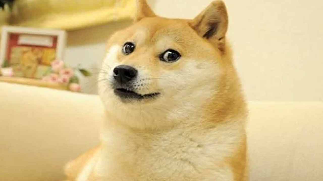 চিমস। ফাইল ছবি