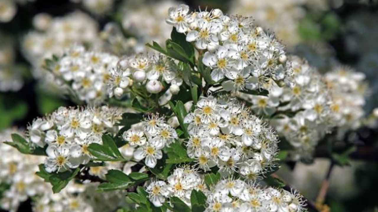 হথর্ন বা কাঁটাগাছ। ফাইল ছবি