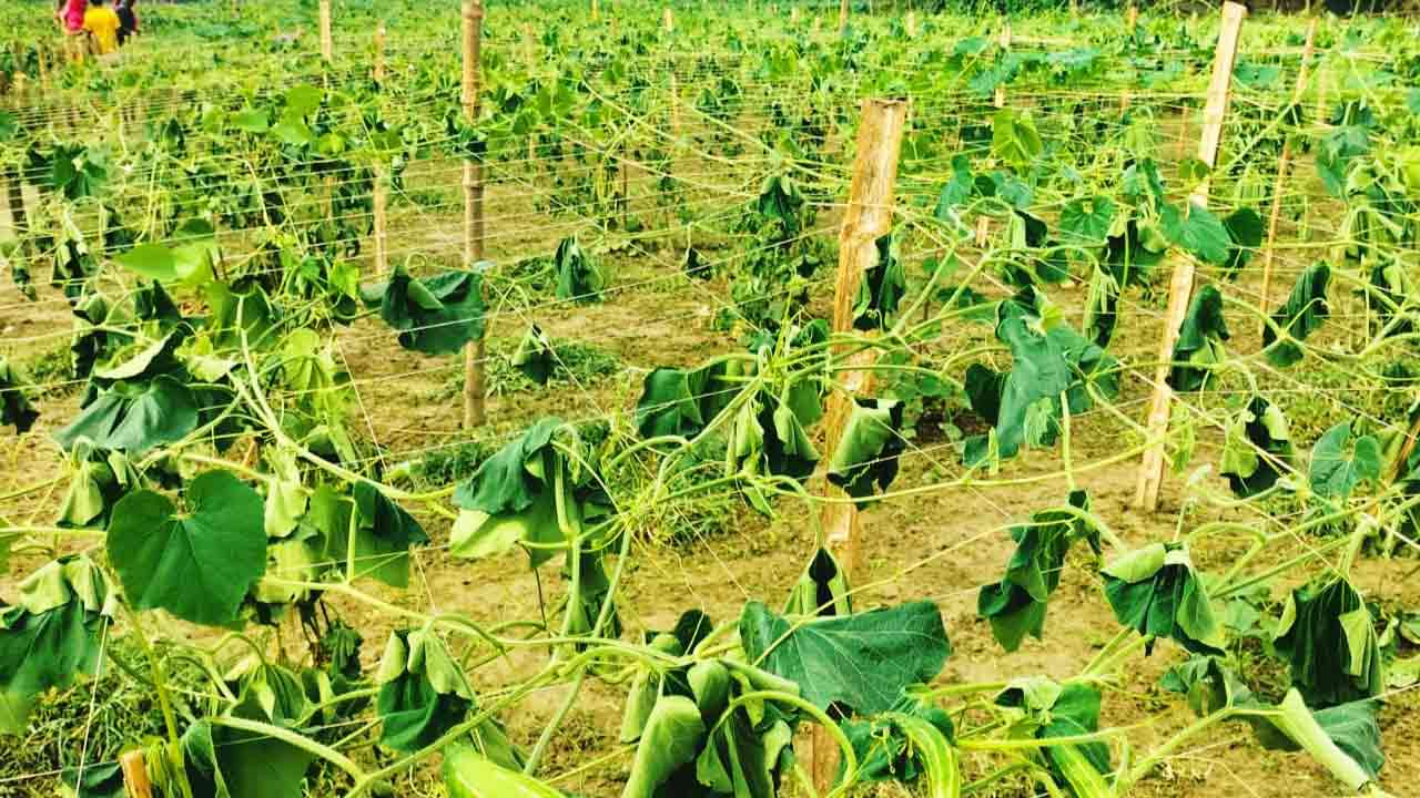 ছবি: দেশ টিভি অনলাইন