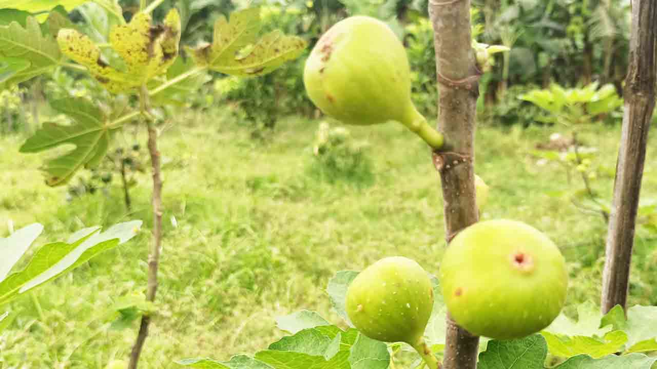 ছবি: দেশ টিভি অনলাইন