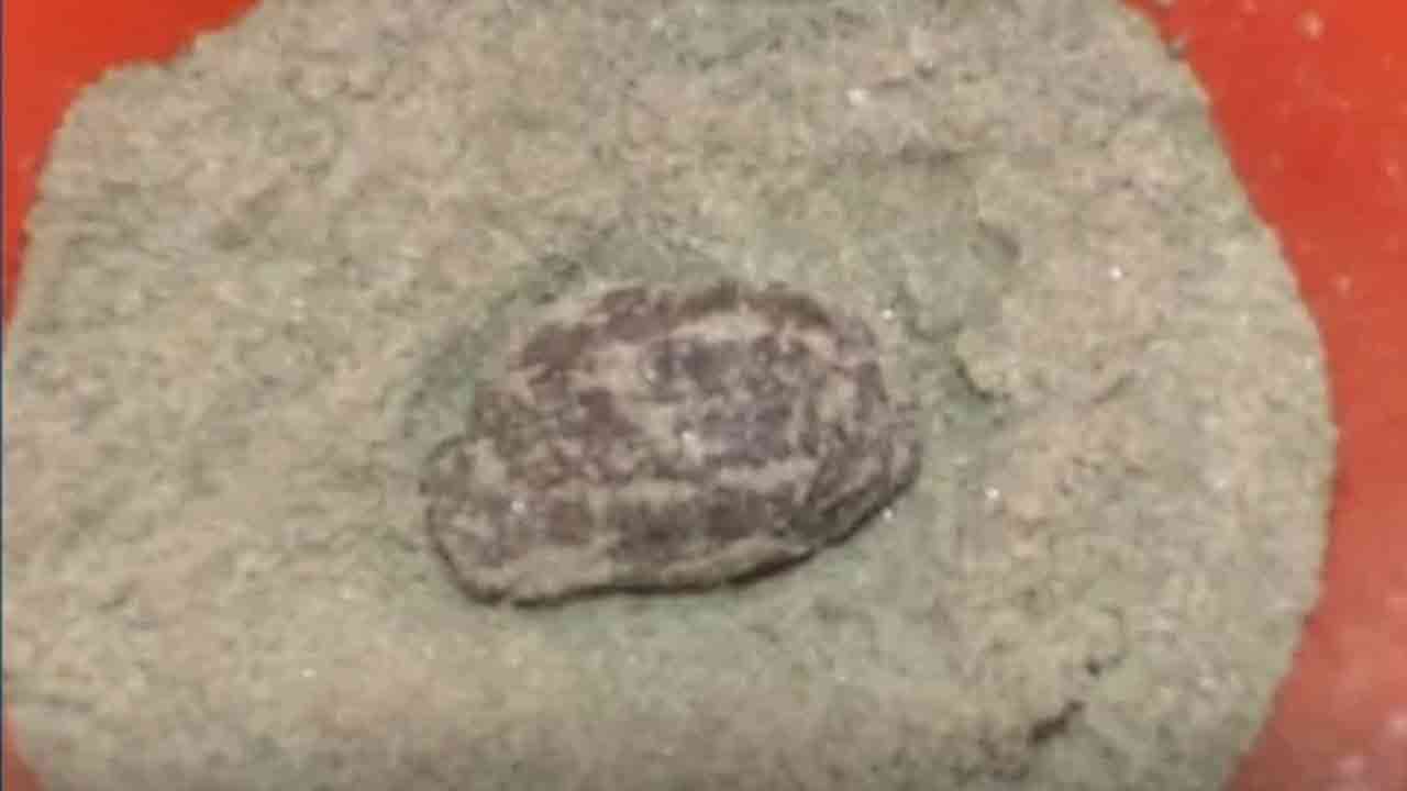 ফাইল ছবি