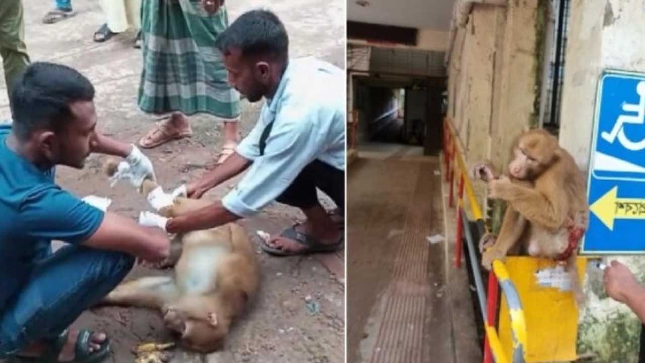 চিকিৎসা নিতে হাসপাতালে বানর 