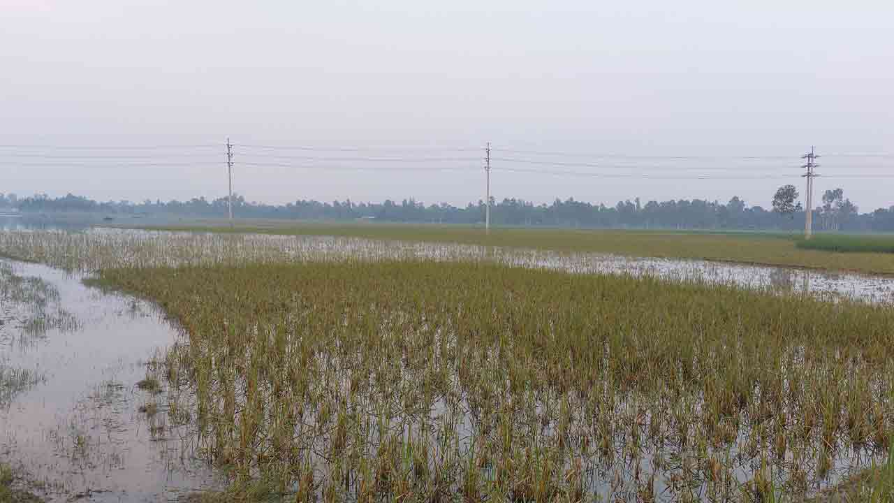 নিজস্ব ছবি