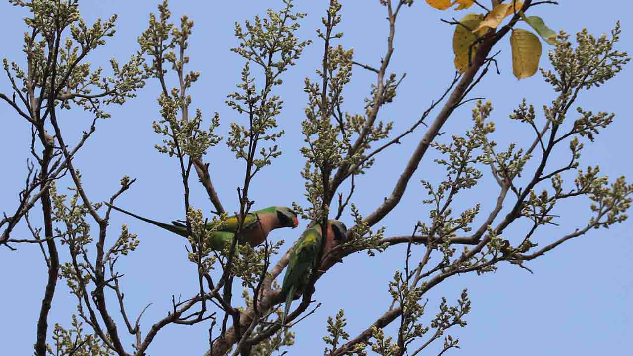 মদনা টিয়া