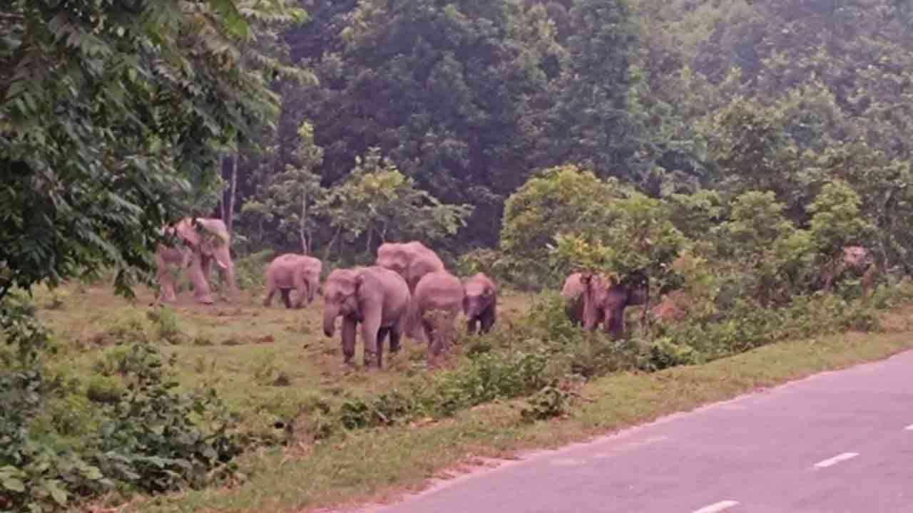 বন্যহাতির দল