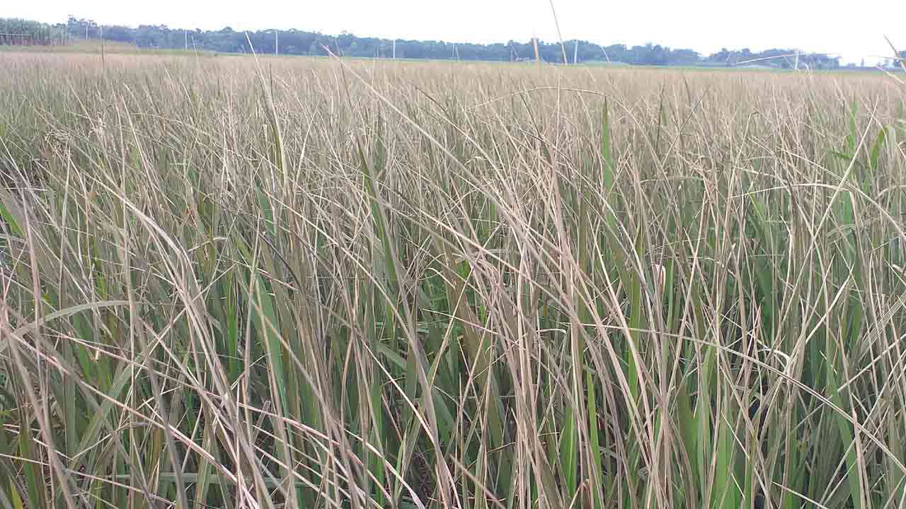 ছবি: দেশ টিভি