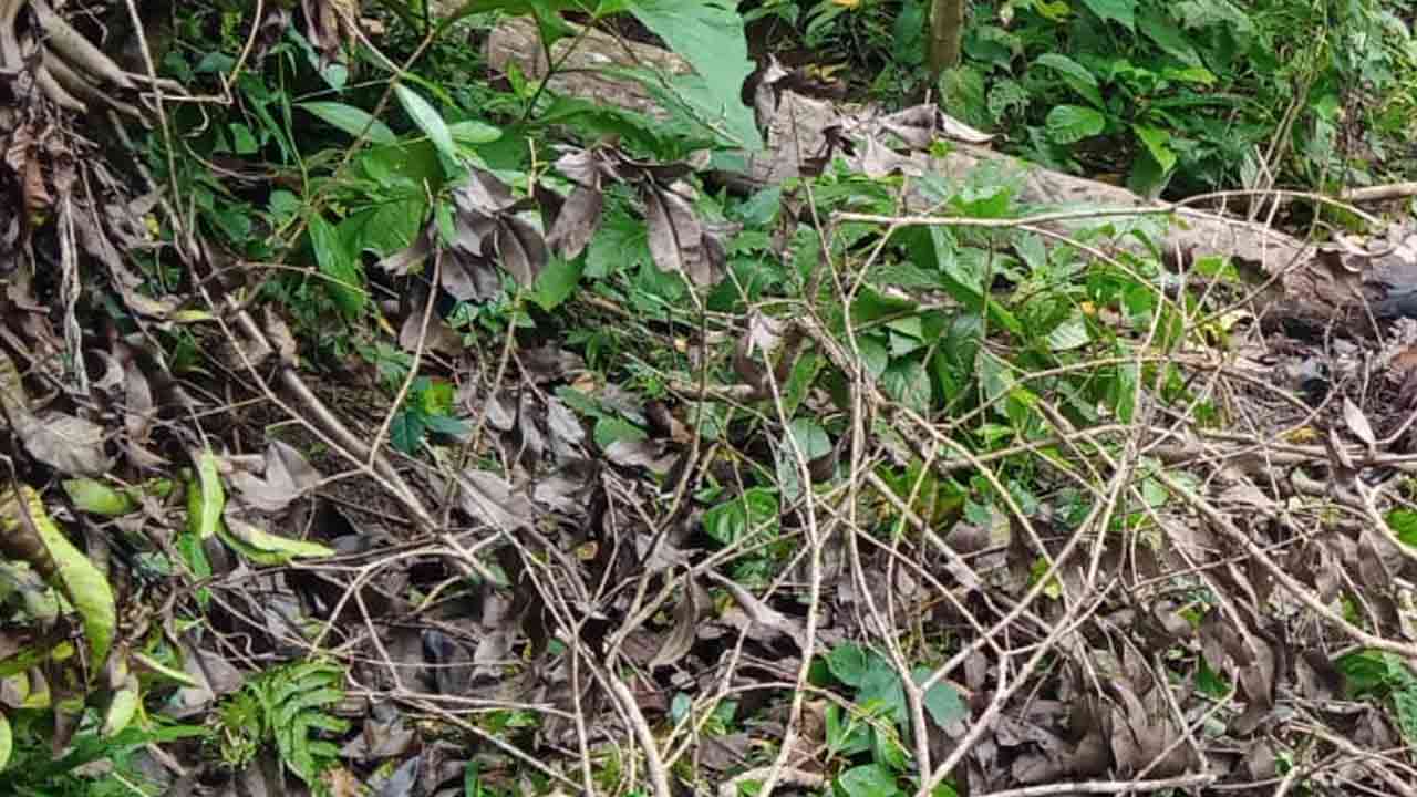 নিজস্ব ছবি