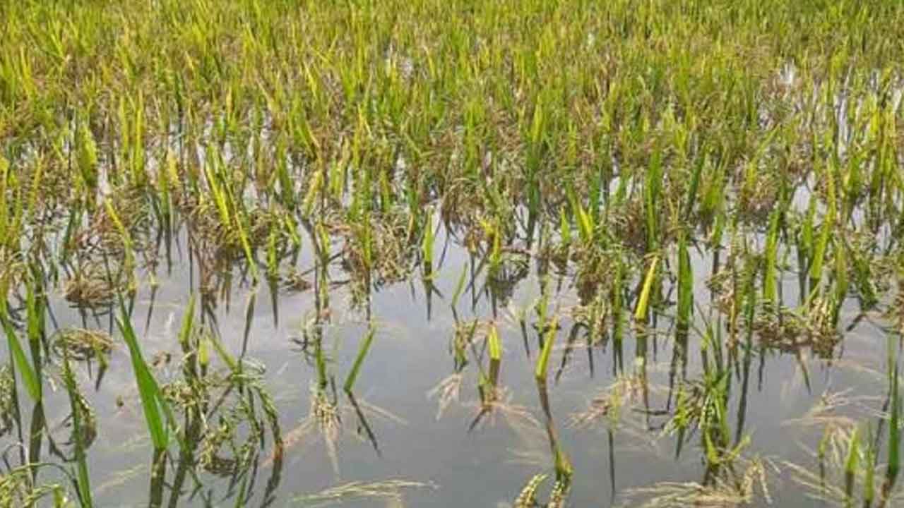 পানিতে তলিয়ে গেছে ধান গাছ। ফাইল ছবি