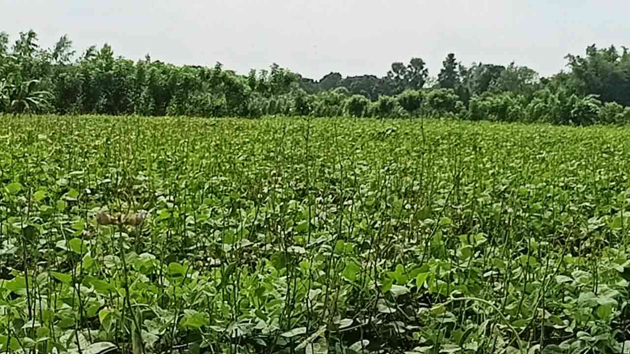 নিজস্ব ছবি