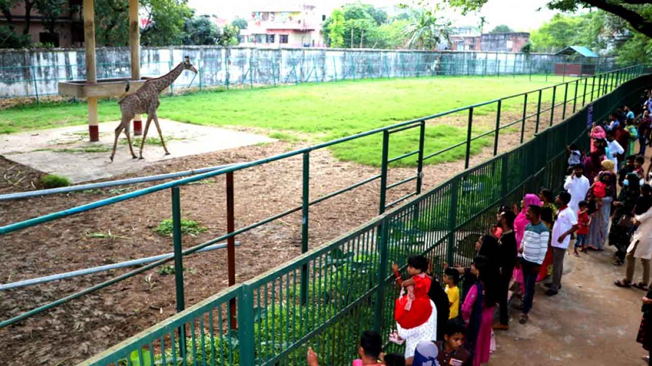 চিড়িয়াখানার প্রাণীকে খাবার দিলেই জেল