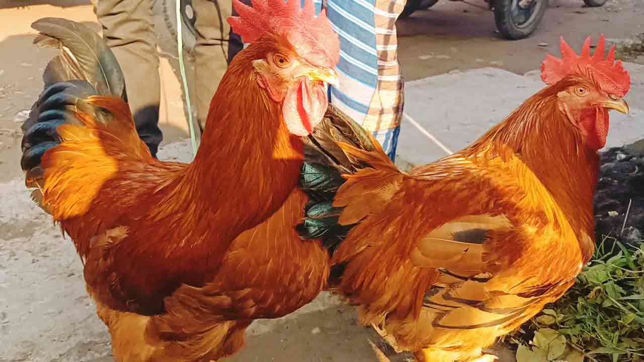 ছবি: দেশ টিভি