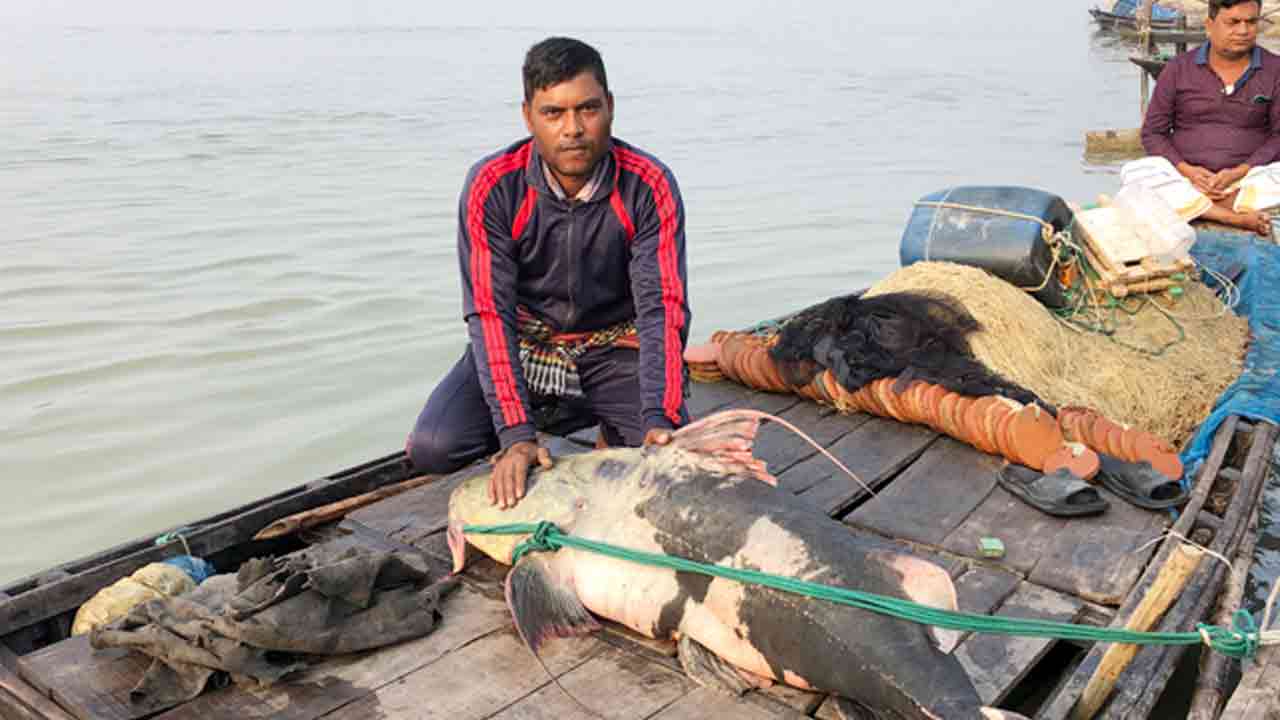 বাঘাইড় মাছটির ওজন এক মণ ১৪ কেজি
