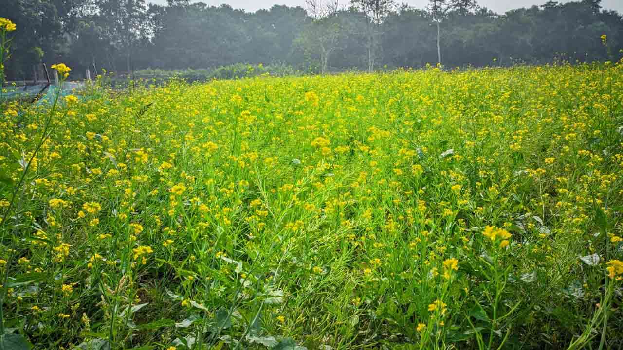 ছবি: দেশ টিভি