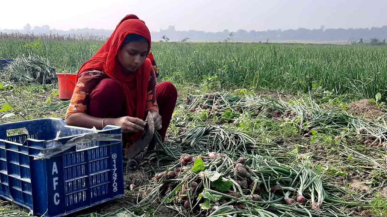 বেশি দামের আশায় অসময়ে পেঁয়াজ ওঠানোর হিড়িক