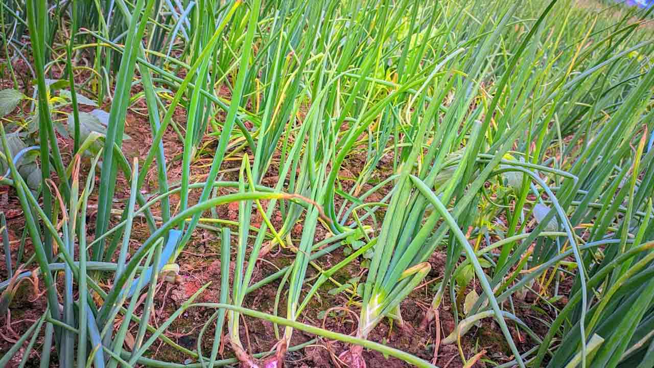 ছবি: দেশ টিভি