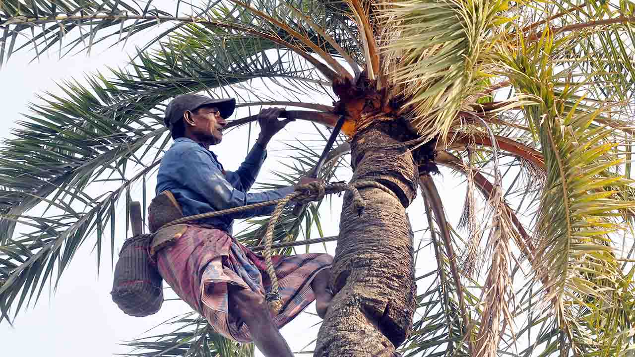 খেজুরের কাঁচা রস বিক্রি বন্ধের অনুরোধ স্বাস্থ্য অধিদপ্তরের