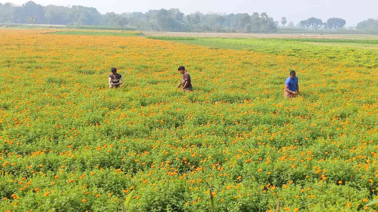 ঝিনাইদহে বিজয় দিবসকে ঘিরে ২০ কোটি টাকার ফুল বিক্রি