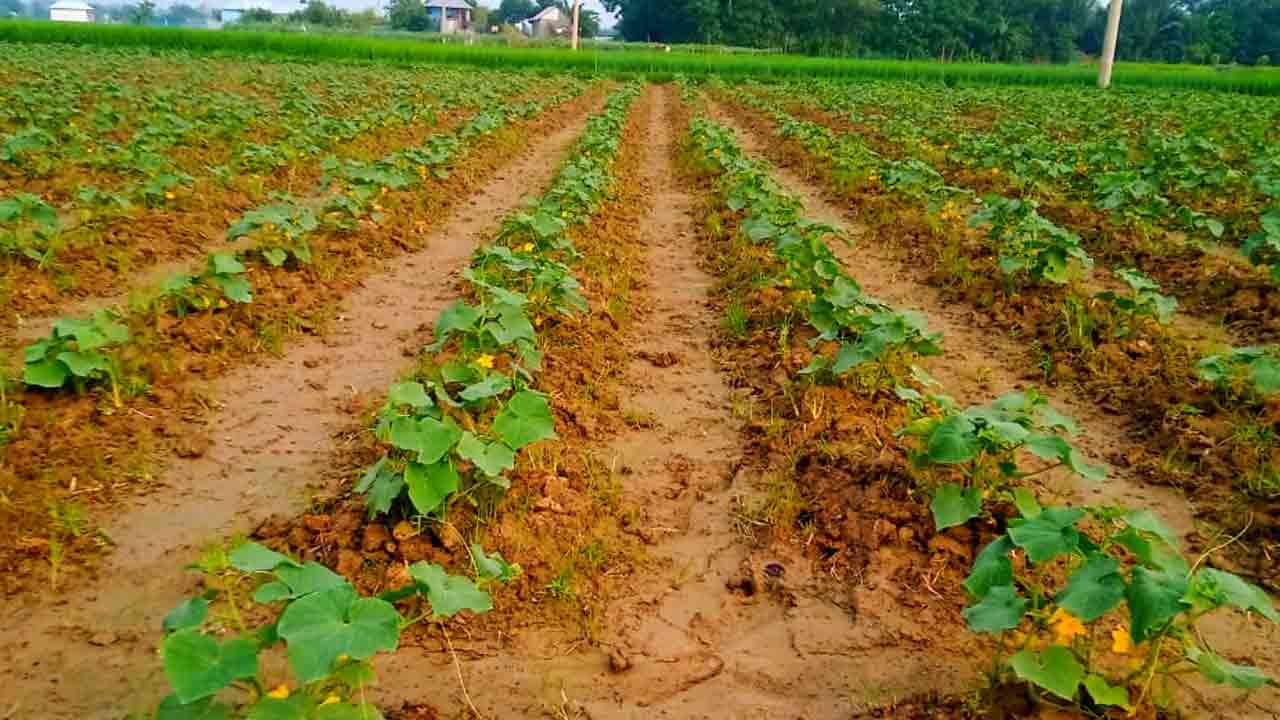 ছবি: দেশ টিভি