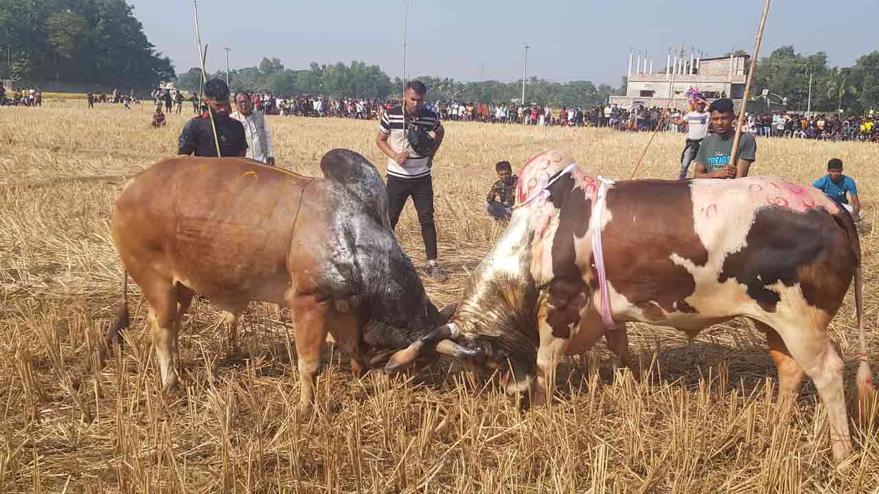মৌলভীবাজারে অনুষ্ঠিত হলো ষাঁড়ের লড়াই