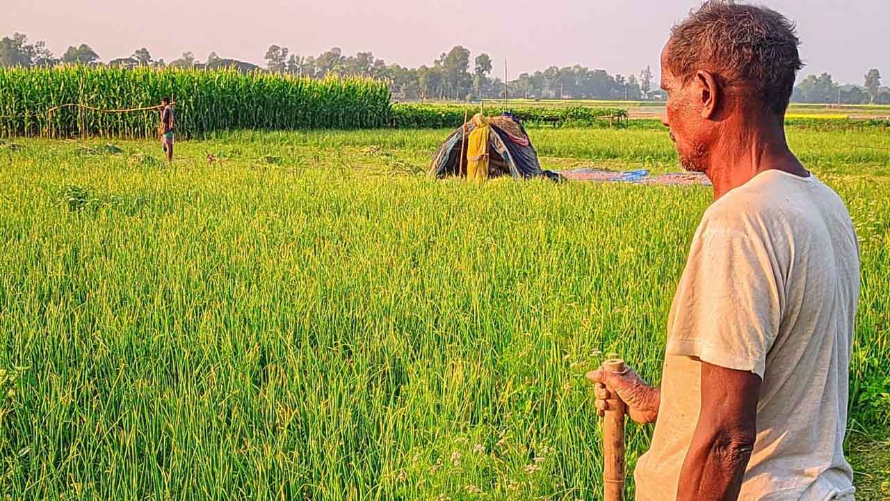 পেঁয়াজ চুরি আতঙ্কে রাতভর ক্ষেত পাহারা দিচ্ছেন কৃষকরা