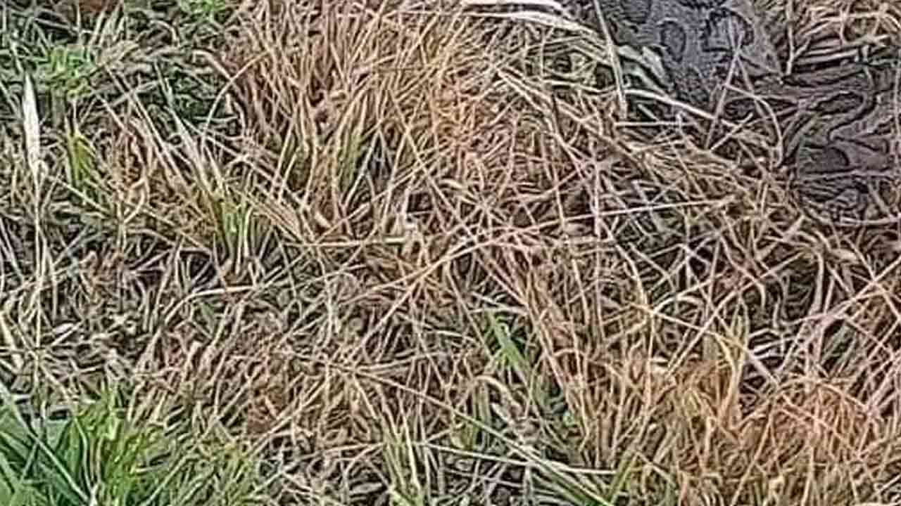 ছবি: দেশ টিভি