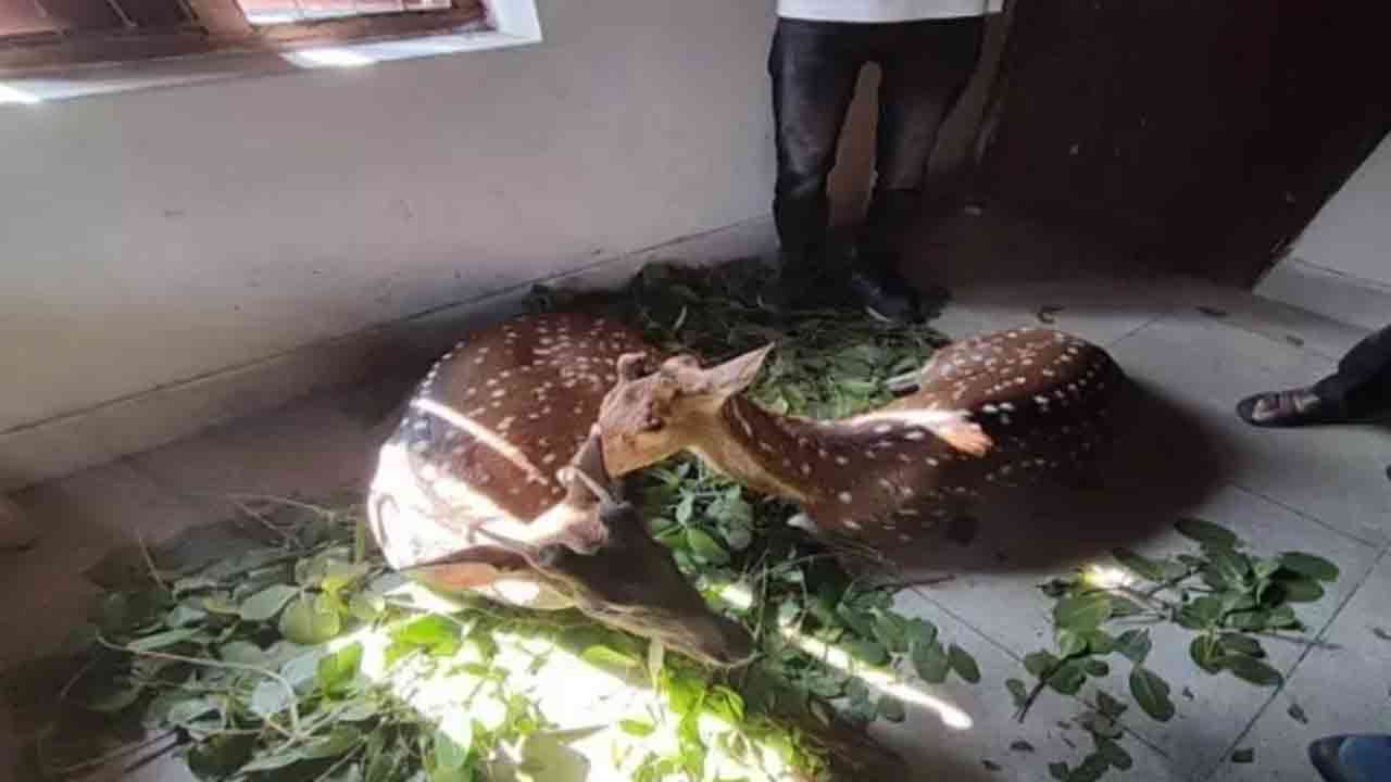 গলাচিপা লোকালয়ে দুটি চিত্রা হরিণ উদ্ধার