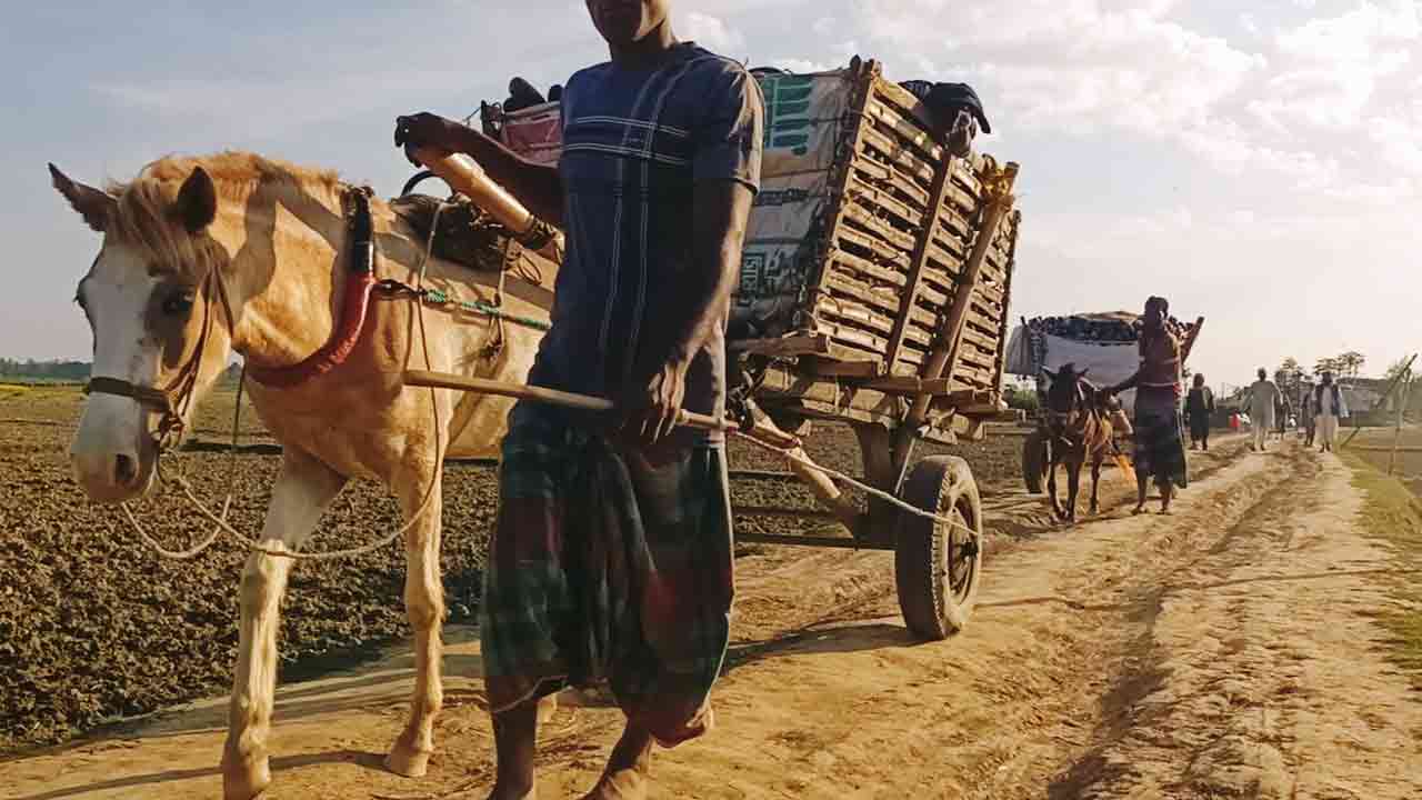 এ যুগেও তারা ঘোড়ারগাড়ির ওপর নির্ভরশীল