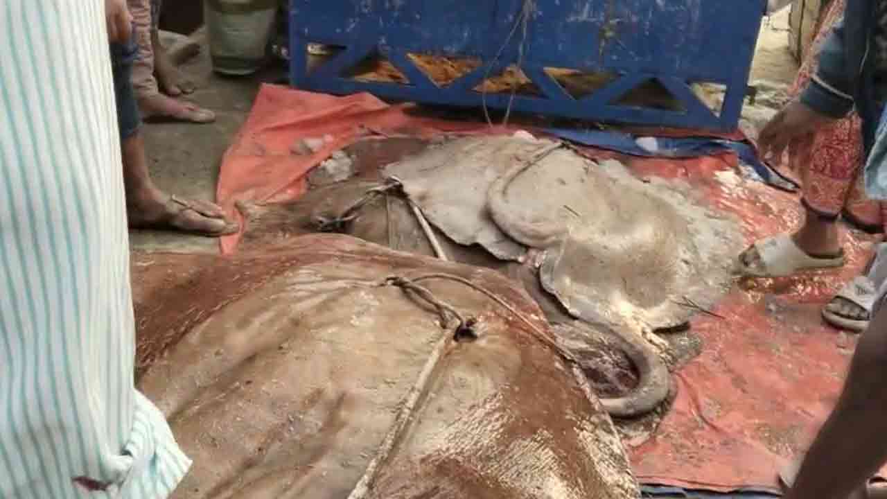 এক লাখ ৮ হাজার টাকায় বিক্রি হলো ১২টি শাপলা পাতা মাছ