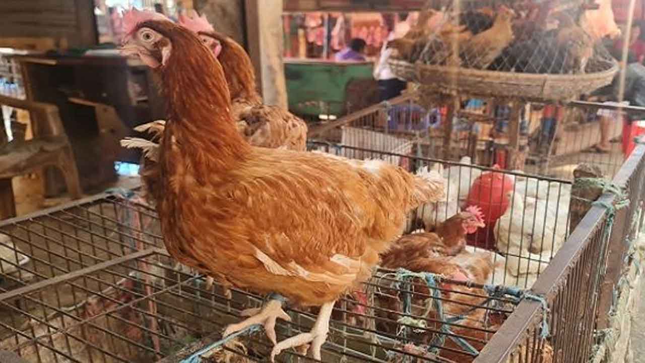 নির্বাচনকে কেন্দ্র করে বাড়ল মুরগির দাম
