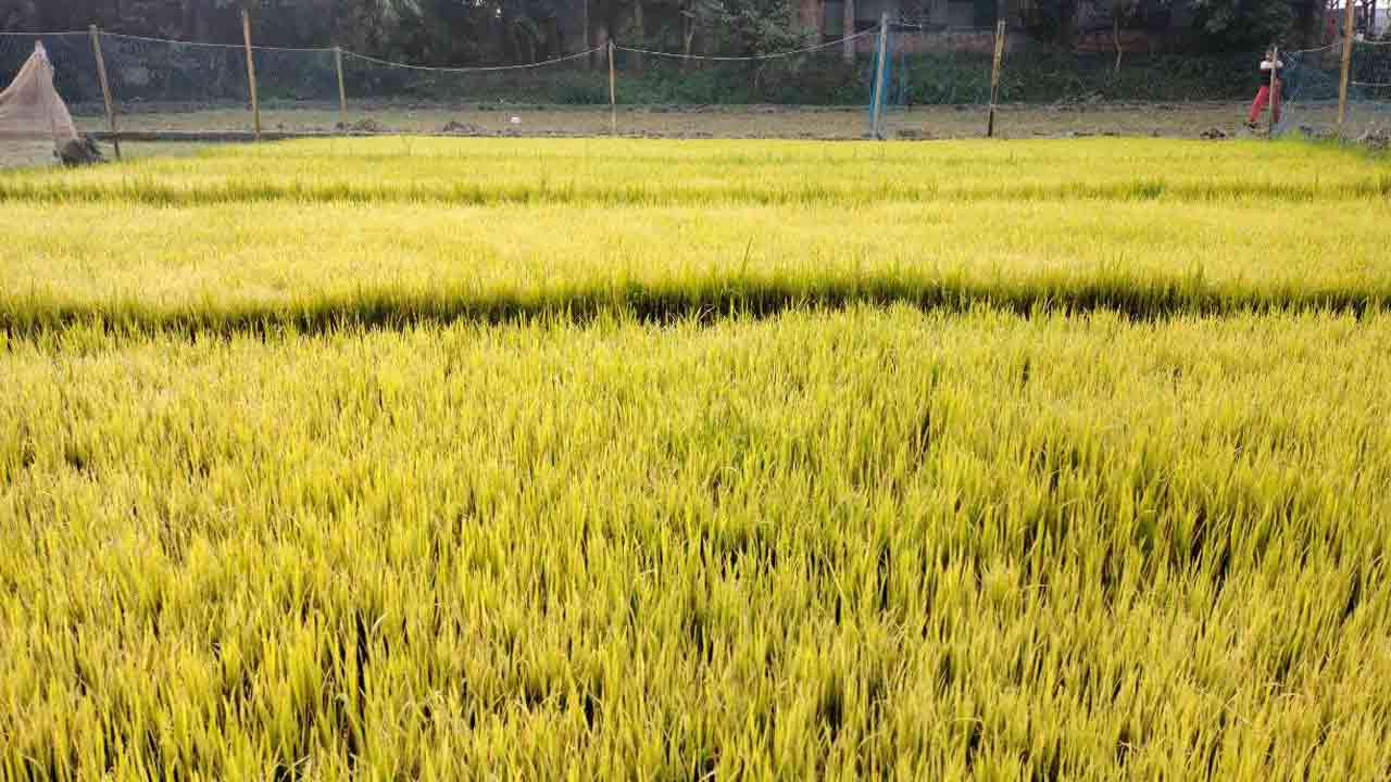 ছবি: দেশ টিভি