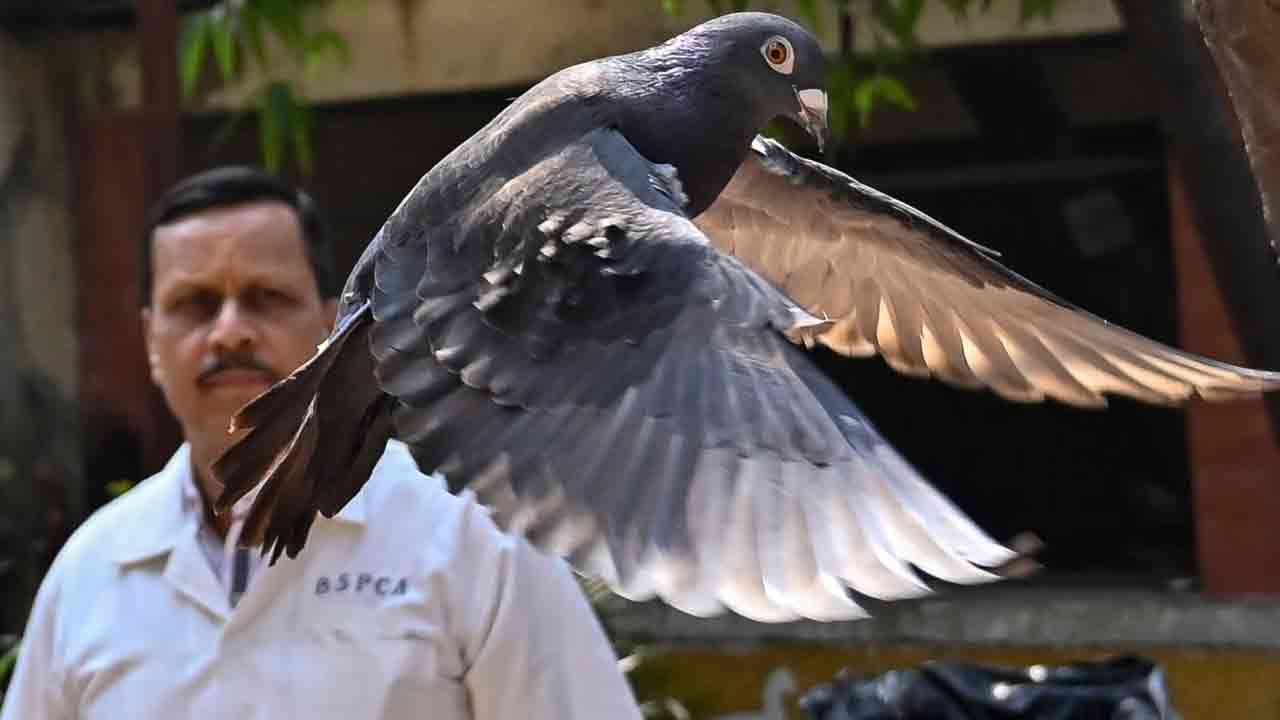 আট মাস পর বন্দিশালা থেকে মুক্তি পেল ‘গুপ্তচর’ কবুতর