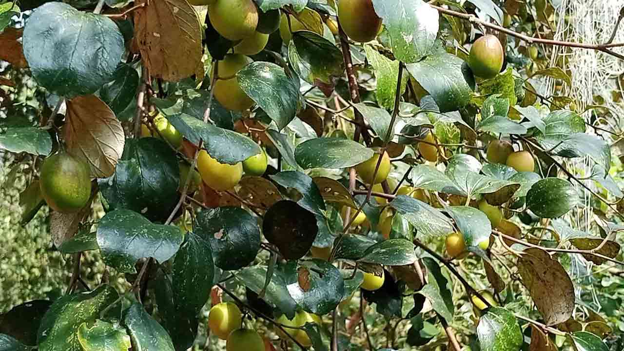 ছবি: দেশ টিভি