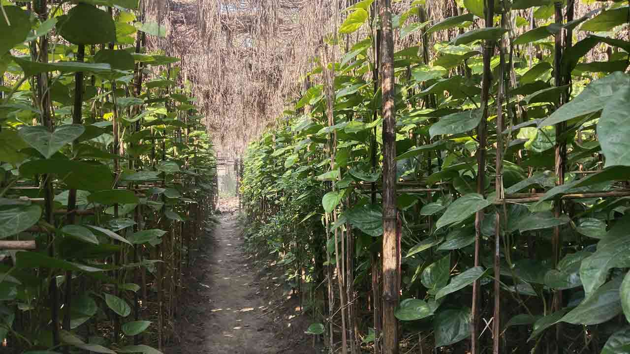 ছবি: দেশ টিভি